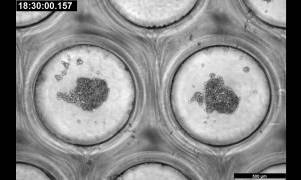 wu����ͼ��