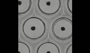 wu����ͼ��