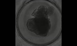 wu����ͼ��