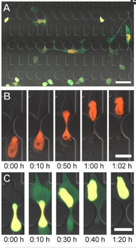 1686537443169036091.jpg 密闭受限环境中细胞迁移和核膜破裂的自动分析装置,通过微流体收缩的细胞迁移.jpg