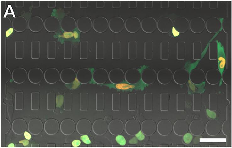1686539117934028245.jpg 细胞微通道培养装置及定位收缩(收窄).jpg