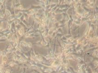 1716173404683031747.jpg 1711966529194286.jpg