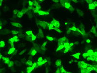 1716173695464065025.jpg 1711967122133701.jpg