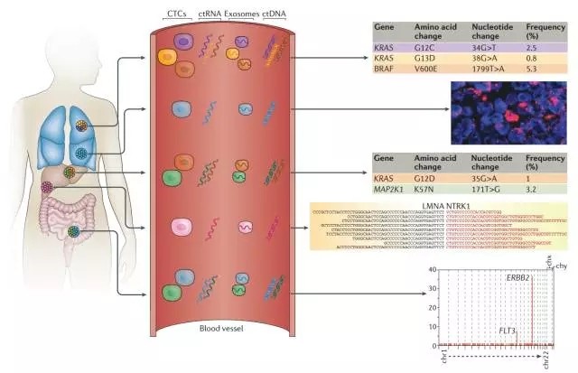 Nature Reviews：整合的液体活检方案用于管理癌症&mdash;&mdash;ctDNA、CTCs和exosomes
