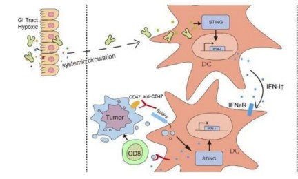 JEM：新发现！肠道菌群或能&ldquo;潜入&rdquo;肿瘤帮助改善抗癌免疫疗法的效率