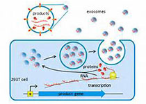 1542776317494235.jpeg hfshjw.jpg